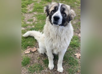 Chef, geb. ca. 07/2025, lebt in GRIECHENLAND, im städt. Tierheim Serres