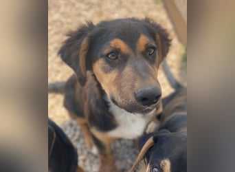 Quasti, geb. ca. 02/2025, lebt in GRIECHENLAND, auf einer privaten Pflegestelle