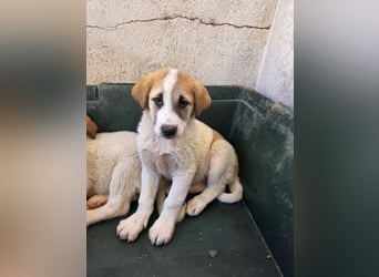 Alma, geb. ca. 02/2026, lebt in GRIECHENLAND, im städt. Tierheim Serres