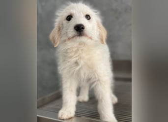 Zucker, geb. ca. 01/2026, lebt in GRIECHENLAND, auf einer privaten Pflegestelle