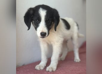 Pina, geb. ca. 05/2026, lebt in GRIECHENLAND, im städt. Tierheim Serres