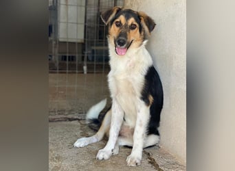 Kati, geb. ca. 03/2025, lebt in GRIECHENLAND, im städt. Tierheim Serres