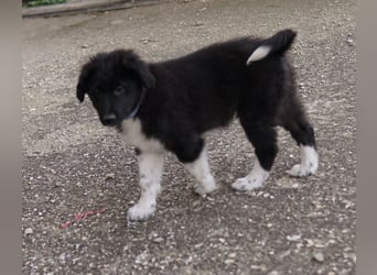 Baron, geb. ca. 12/2023, lebt in GRIECHENLAND, auf einem Gelände, Hunde werden notdürftig versorgt