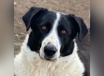 Franka, geb. ca. 06/2019, lebt in GRIECHENLAND, im städt. Tierheim Serres