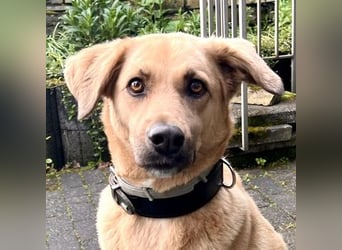 Fanta, geb. ca. 05/2017, lebt bei einer Familie in 48317 Drensteinfurt, Vermittlungshilfe