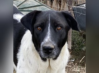 Yaska, geb. ca. 02/2022, lebt in GRIECHENLAND, im städt. Tierheim Serres