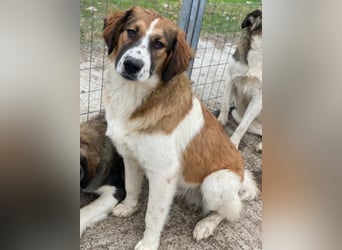 Barkley, geb. ca. 10/2024, lebt in GRIECHENLAND, auf einer privaten Pflegestelle