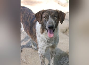 Naxos, geb. ca. 07/2020, lebt in GRIECHENLAND, im städt. Tierheim Serres