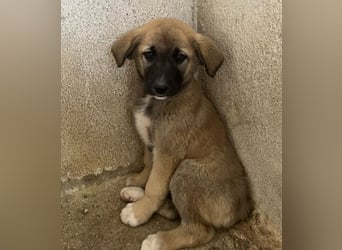 Amber, geb. ca. 02/2026, lebt in GRIECHENLAND, im städt. Tierheim Serres