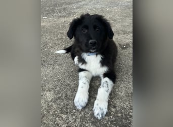 Baron, geb. ca. 12/2023, lebt in GRIECHENLAND, auf einem Gelände, Hunde werden notdürftig versorgt