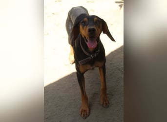 Nemo, geb. ca.  11/2024, lebt in GRIECHENLAND, auf einer privaten Pflegestelle