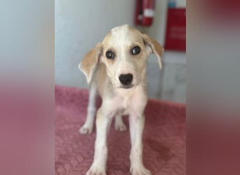Ivy, geb. ca. 05/2026, lebt in GRIECHENLAND, im städt. Tierheim Serres