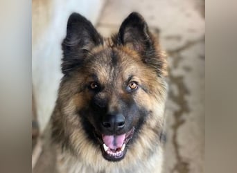Joey, geb. ca. 08/2025, lebt in GRIECHENLAND, auf einer privaten Pflegestelle