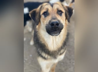 Elphaba, geb. ca. 07/2025, lebt in GRIECHENLAND, im städt. Tierheim Serres