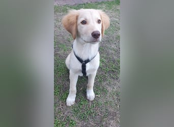 Fluffy-Boo, geb. ca. 04/2026, lebt auf einer Pflegestelle in 44651 Herne