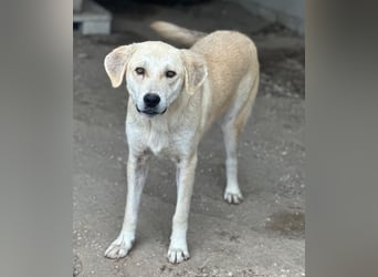 Shaggy, geb. ca. 04/2025, lebt in GRIECHENLAND, im städt. Tierheim Serres