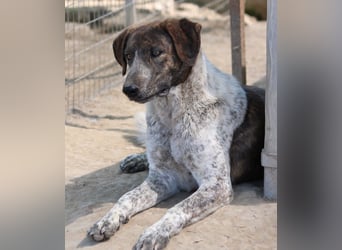 Naxos, geb. ca. 07/2020, lebt in GRIECHENLAND, im städt. Tierheim Serres