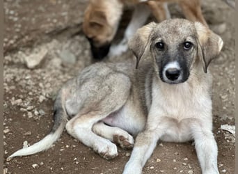 Karolina, geb. ca. 03/2026, lebt in GRIECHENLAND, im städt. Tierheim Serres