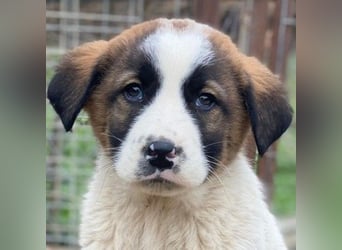 Diavolo, geb. ca. 11/2025, lebt in GRIECHENLAND, auf einer privaten Pflegestelle