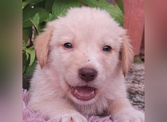  Fluffy-Boo, geb. ca. 04/2026, lebt auf einer Pflegestelle in 44651 Herne