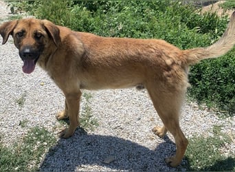 Xawi, geb. ca. 12/2019, lebt in GRIECHENLAND, im städt. Tierheim Serres