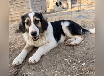 Rhydan, geb. ca.09/2025, lebt in GRIECHENLAND, im städt. Tierheim Serres