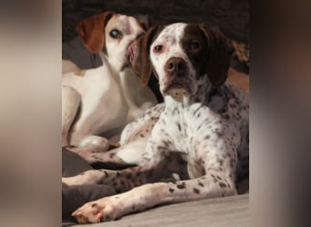  Acira, geb. ca. 04/2023, lebt auf einer Pflegestelle in 67735 Mehlbach