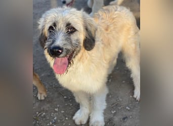 Taigo, geb. ca.09/2025, lebt in GRIECHENLAND, im städt. Tierheim Serres