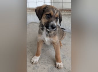 Naveen, geb. ca. 02/2026, lebt in GRIECHENLAND, im städt. Tierheim Serres