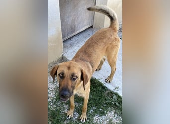 Xawi, geb. ca. 12/2019, lebt in GRIECHENLAND, im städt. Tierheim Serres