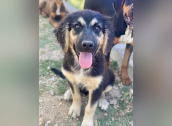 Quana, geb. ca. 02/2025, lebt in GRIECHENLAND, auf einer privaten Pflegestelle