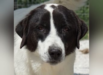 Zenzi, geb. ca. 01/2025, lebt in GRIECHENLAND, im städt. Tierheim Serres