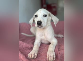 Lily, geb. ca. 05/2026, lebt in GRIECHENLAND, im städt. Tierheim Serres