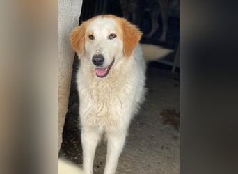 Tobby, geb. ca. 11/2022, lebt in GRIECHENLAND, im städt. Tierheim Serres