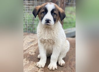 Diavolo, geb. ca. 11/2025, lebt in GRIECHENLAND, auf einer privaten Pflegestelle