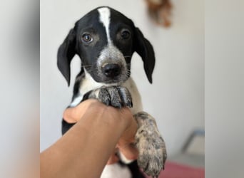 Willow, geb. ca. 06/2026, lebt in GRIECHENLAND, auf einer privaten Pflegestelle
