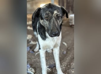 Kaiser, geb. ca. 12/2023, lebt in GRIECHENLAND, auf einem Gelände, Hunde werden notdürftig versorgt