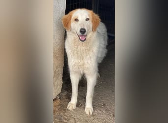 Tobby, geb. ca. 11/2022, lebt in GRIECHENLAND, im städt. Tierheim Serres