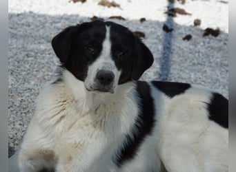Zola, geb. ca. 01/2025, lebt in GRIECHENLAND, im städt. Tierheim Serres