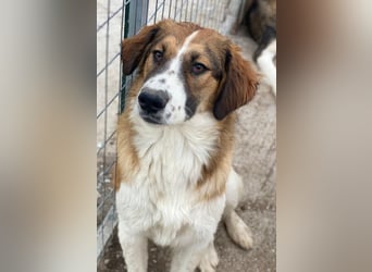 Barkley, geb. ca. 10/2024, lebt in GRIECHENLAND, auf einer privaten Pflegestelle