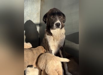Mère, geb. ca. 03/2023, lebt in GRIECHENLAND, im städt. Tierheim Serres