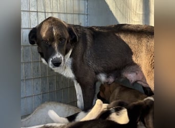 Mère, geb. ca. 03/2023, lebt in GRIECHENLAND, im städt. Tierheim Serres
