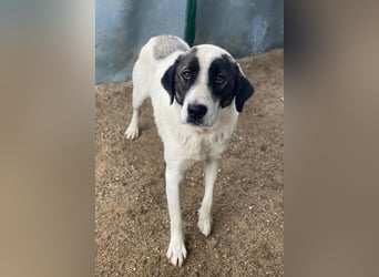 Marinara, geb. ca. 01/2025, lebt in GRIECHENLAND, auf einer privaten Pflegestelle