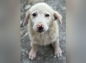 Jonte, geb. ca. 05/2026, lebt in GRIECHENLAND, im städt. Tierheim Serres