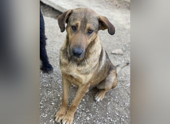 Novo, geb. ca. 04/2023, lebt in GRIECHENLAND, im städt. Tierheim Serres