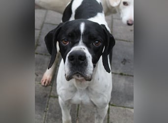 Attila, geb. ca. 08/2024, lebt auf einer Pflegestelle in 67735 Mehlbach