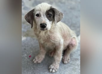 Jari, geb. ca. 05/2026, lebt in GRIECHENLAND, im städt. Tierheim Serres
