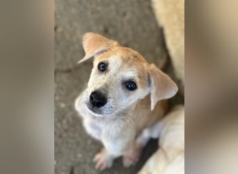 Rosie, geb. ca. 05/2026, lebt in GRIECHENLAND, im städt. Tierheim Serres
