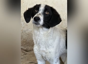 Amora, geb. ca. 03/2024, lebt in GRIECHENLAND, auf einer privaten Pflegestelle