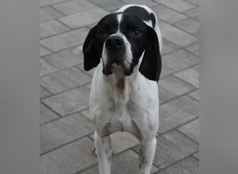 Attila, geb. ca. 08/2024, lebt auf einer Pflegestelle in 67735 Mehlbach